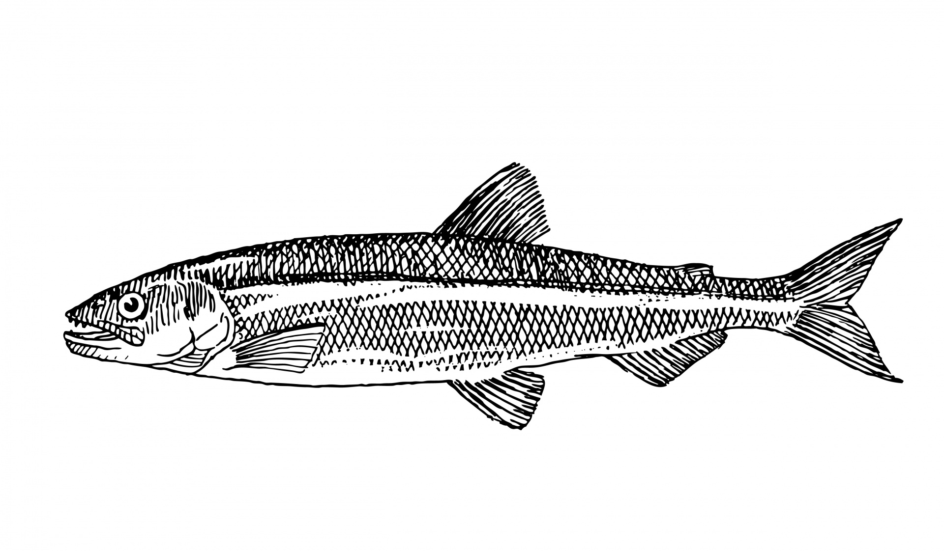 魚のクリップアートイラストレーション