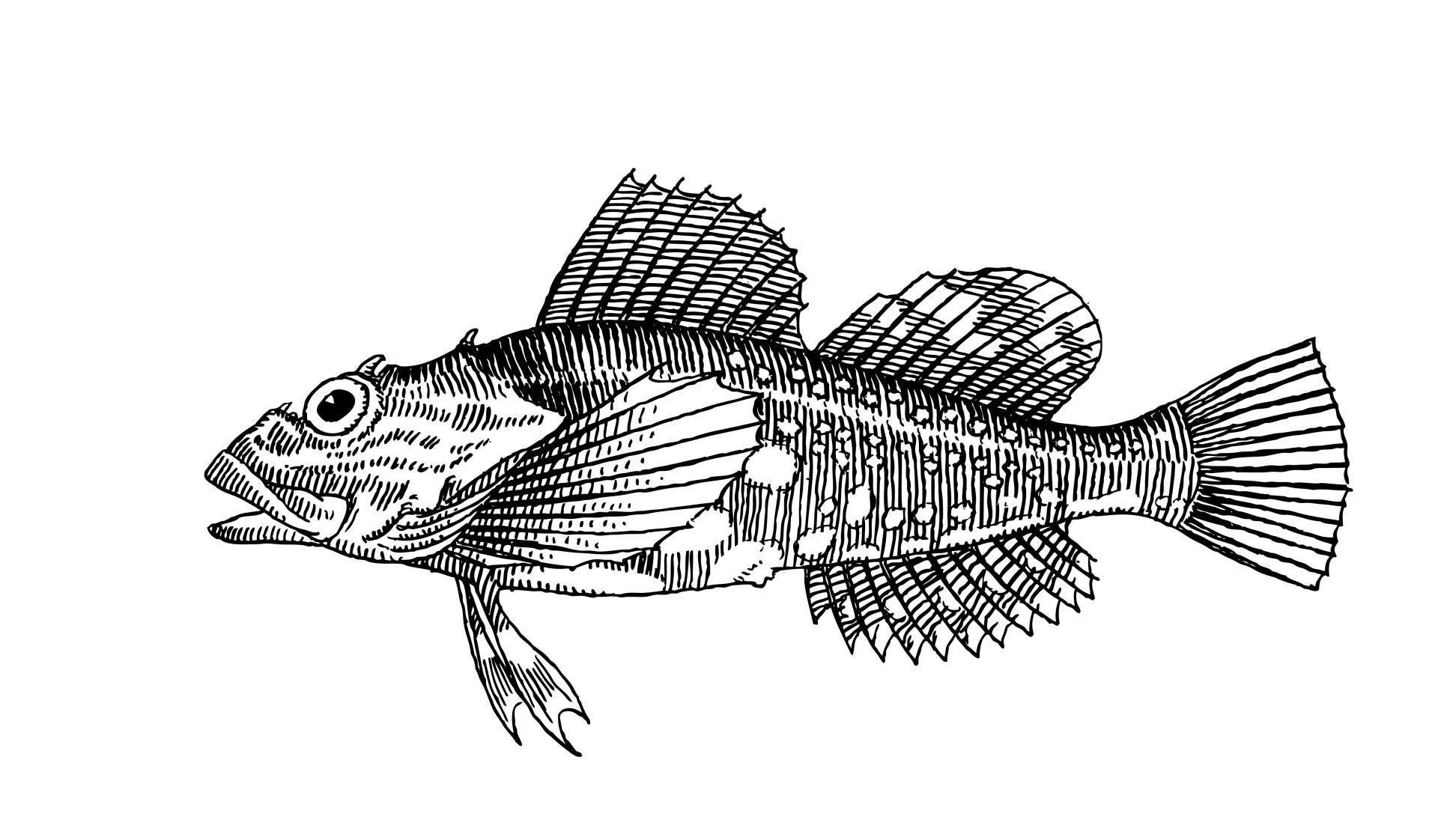 魚のクリップアートイラストレーション