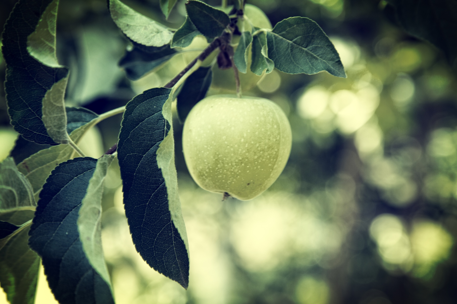 Green Apple Free Stock Photo - Public Domain Pictures