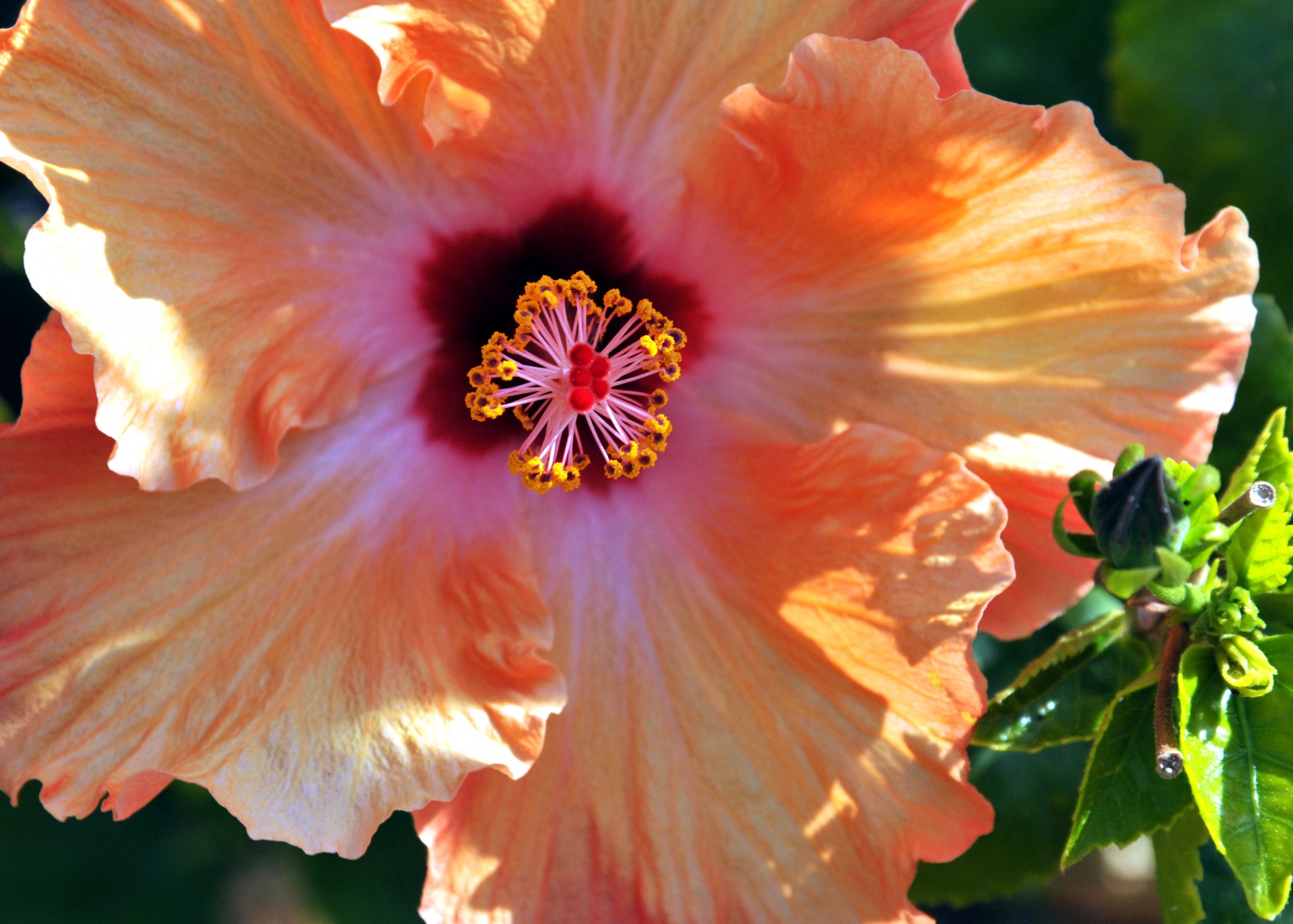 Hibiscus Flower Free Stock Photo - Public Domain Pictures