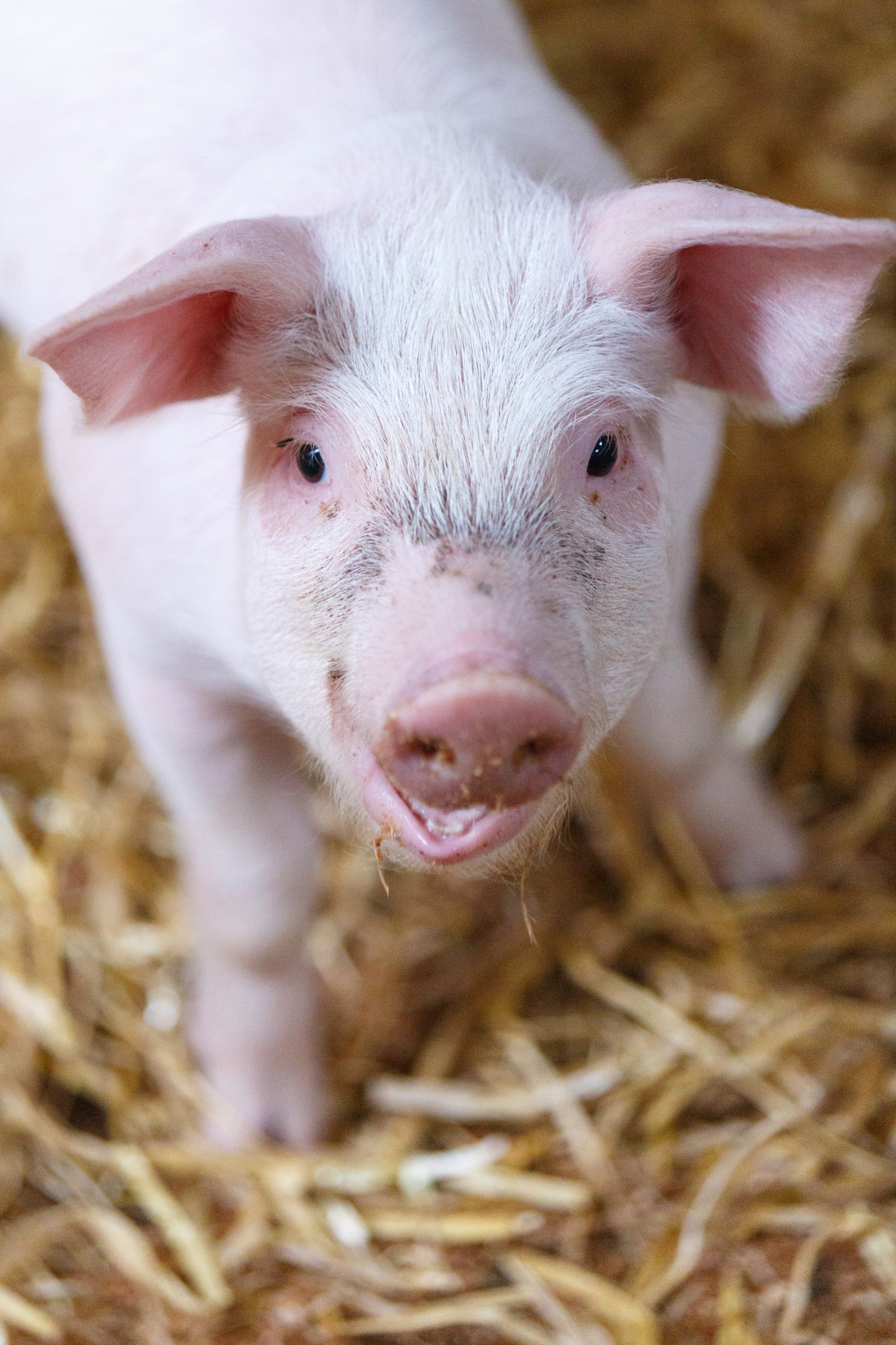 little-pig-in-barn-free-stock-photo-public-domain-pictures