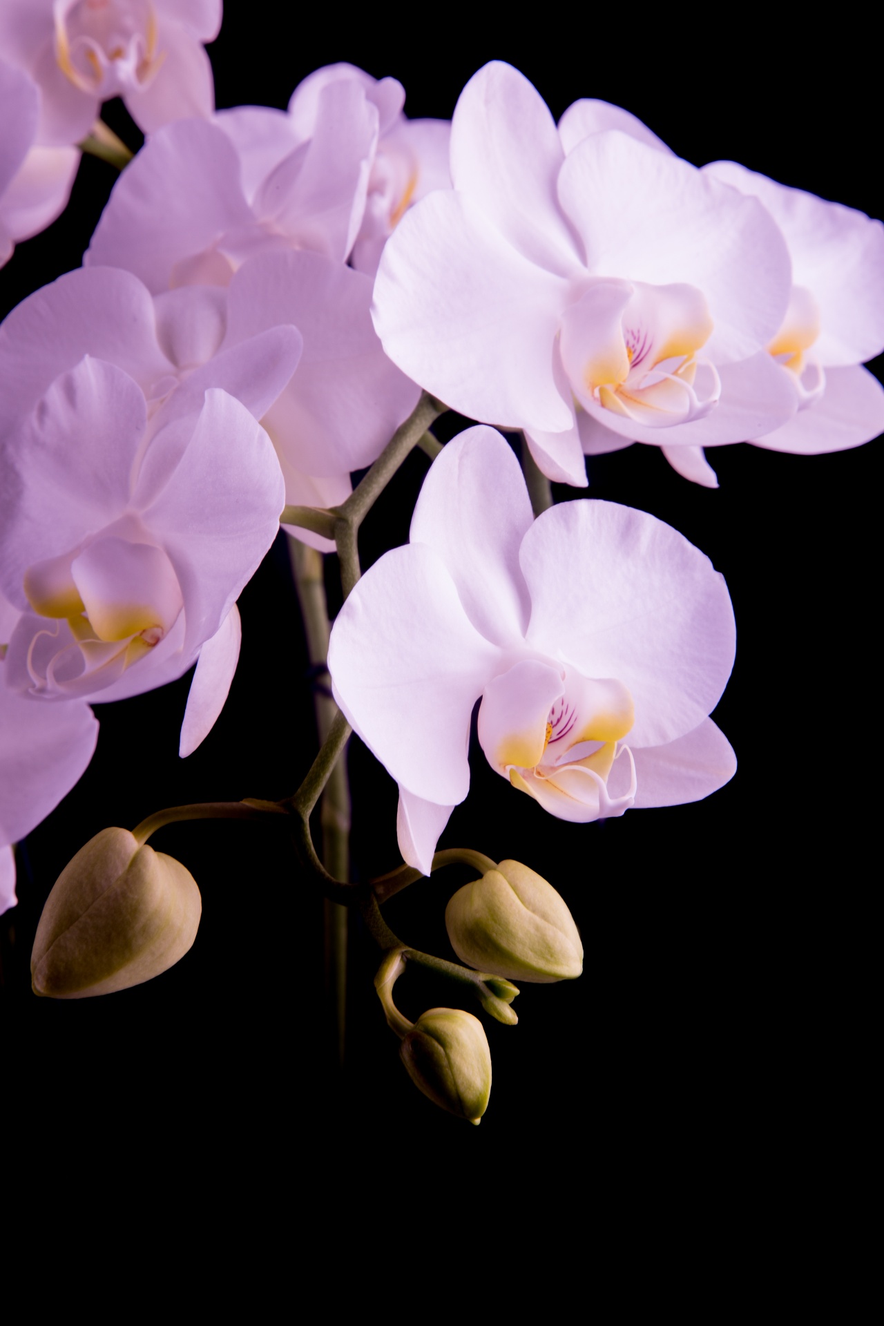 Orchid Flower In Singapore Free Stock Photo - Public Domain Pictures