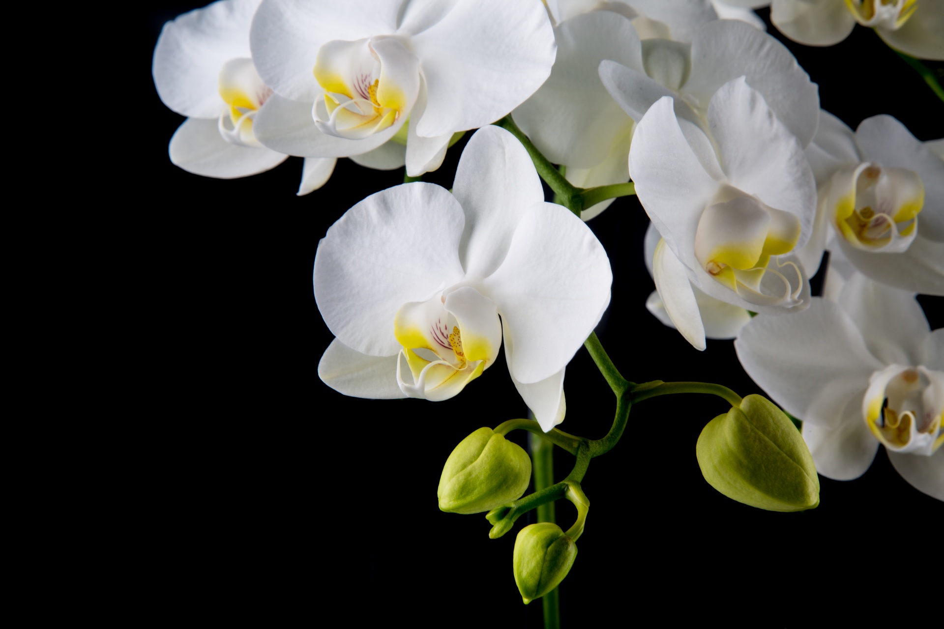 Orchid Flower Free Stock Photo Public Domain Pictures