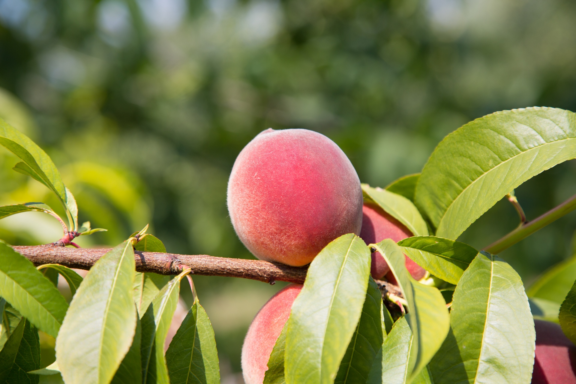 peach-free-stock-photo-public-domain-pictures