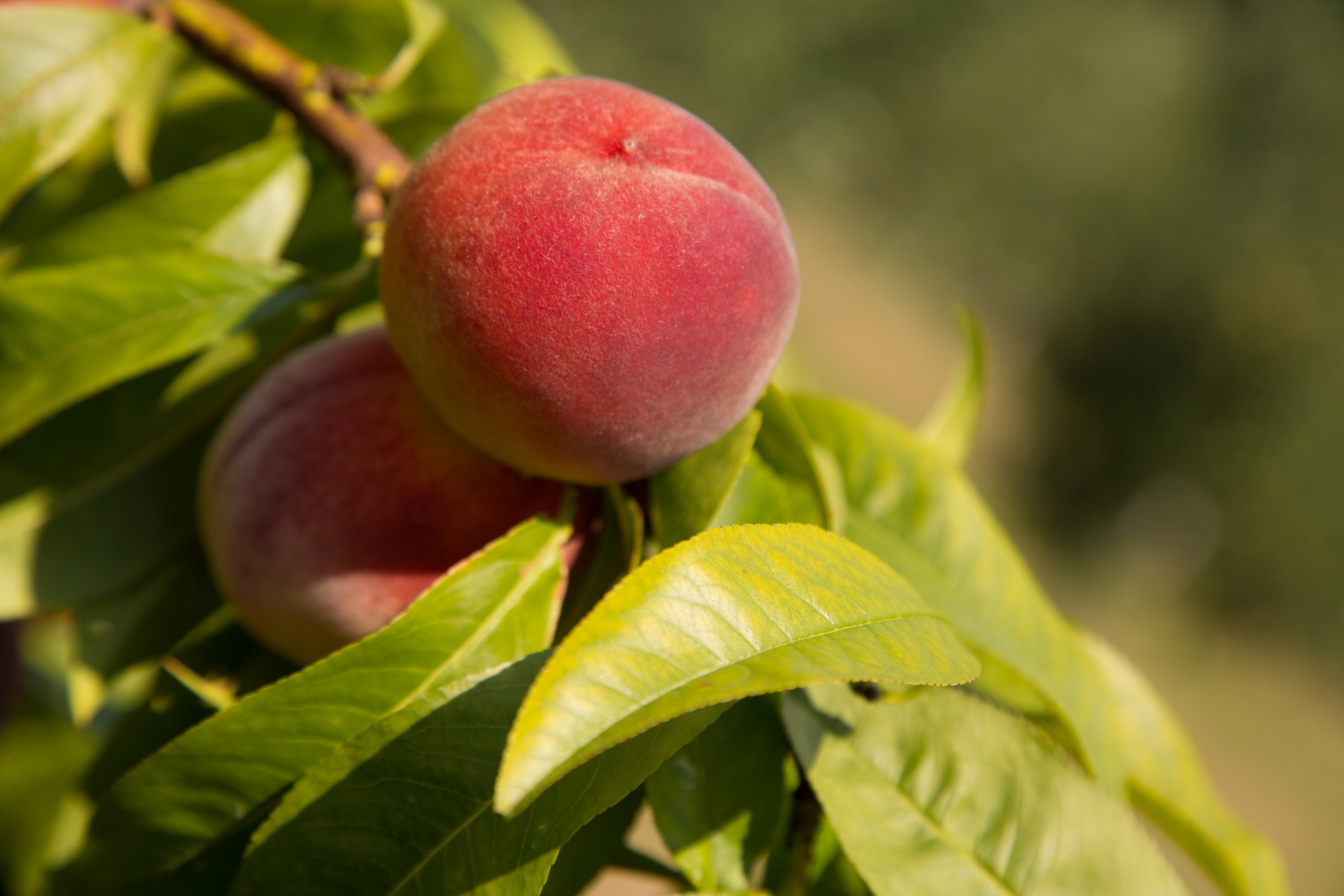 peach-free-stock-photo-public-domain-pictures