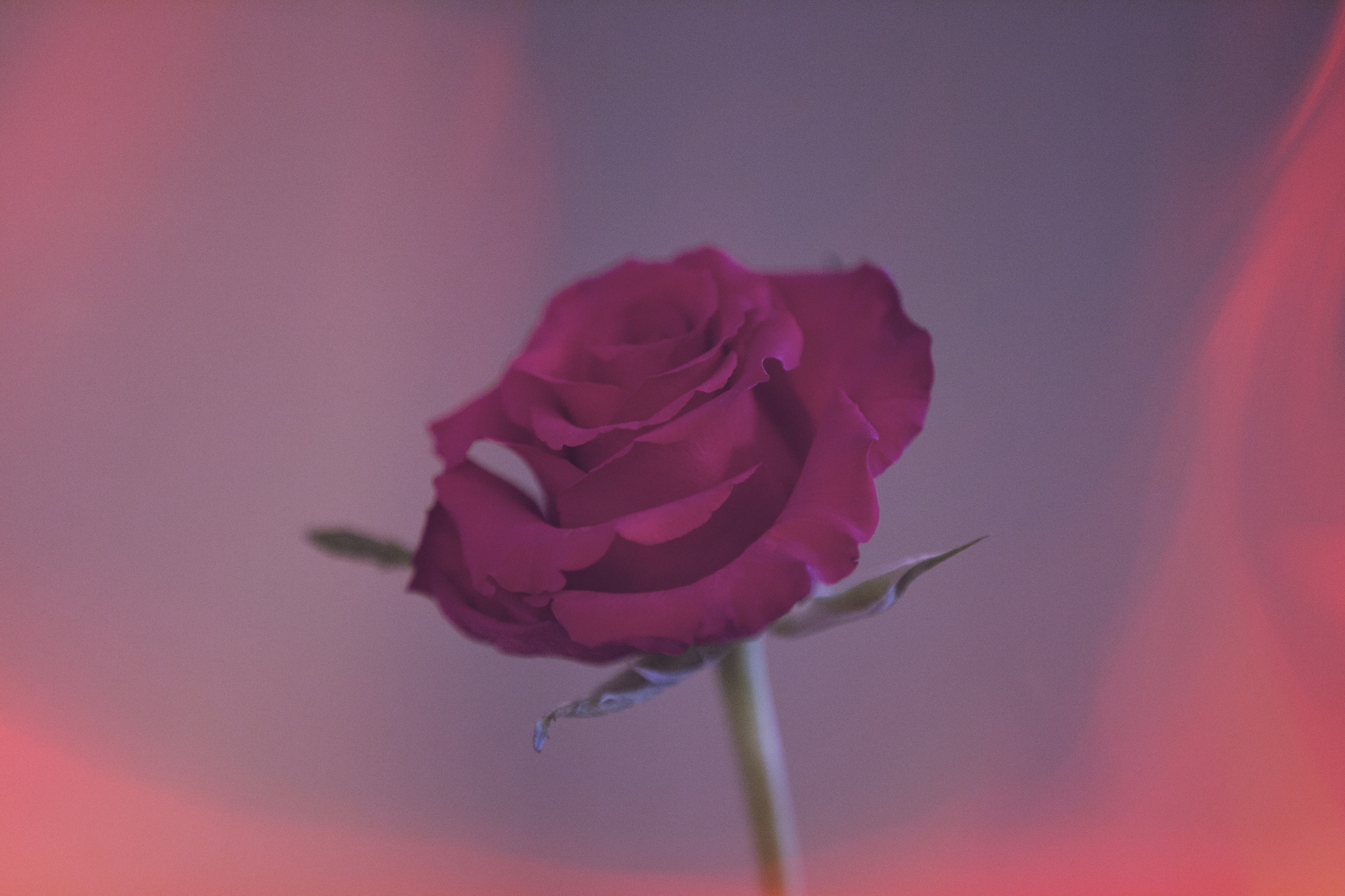 玫瑰花高清电脑桌面壁纸图片，分辨率：2560x1600__财经头条