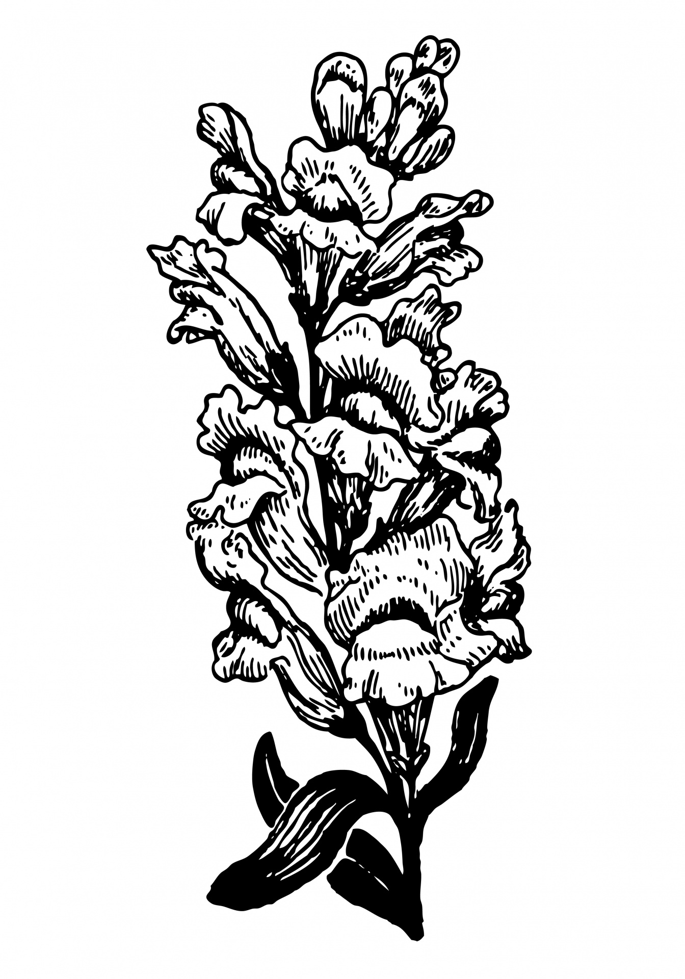 キンギョソウの花のイラスト