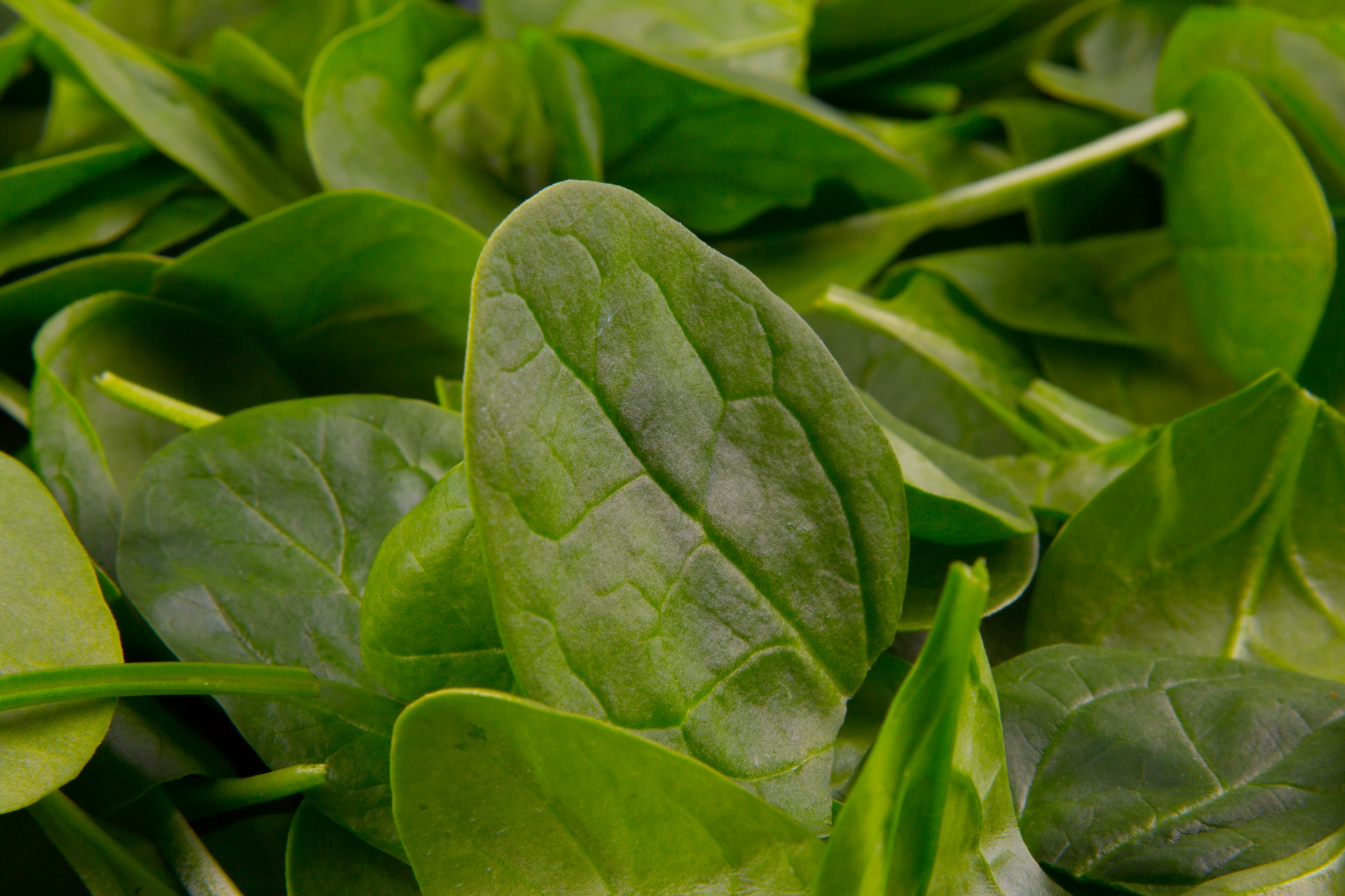 Spinach Leaves Free Stock Photo - Public Domain Pictures