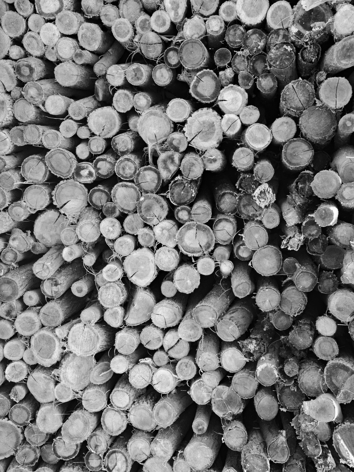 stacked-firewood-free-stock-photo-public-domain-pictures