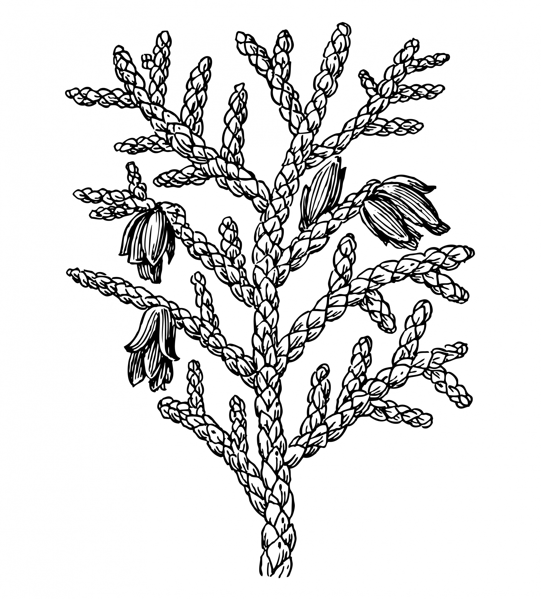ヒノキ科クロベ属の木植物クリップアートイラストレーション