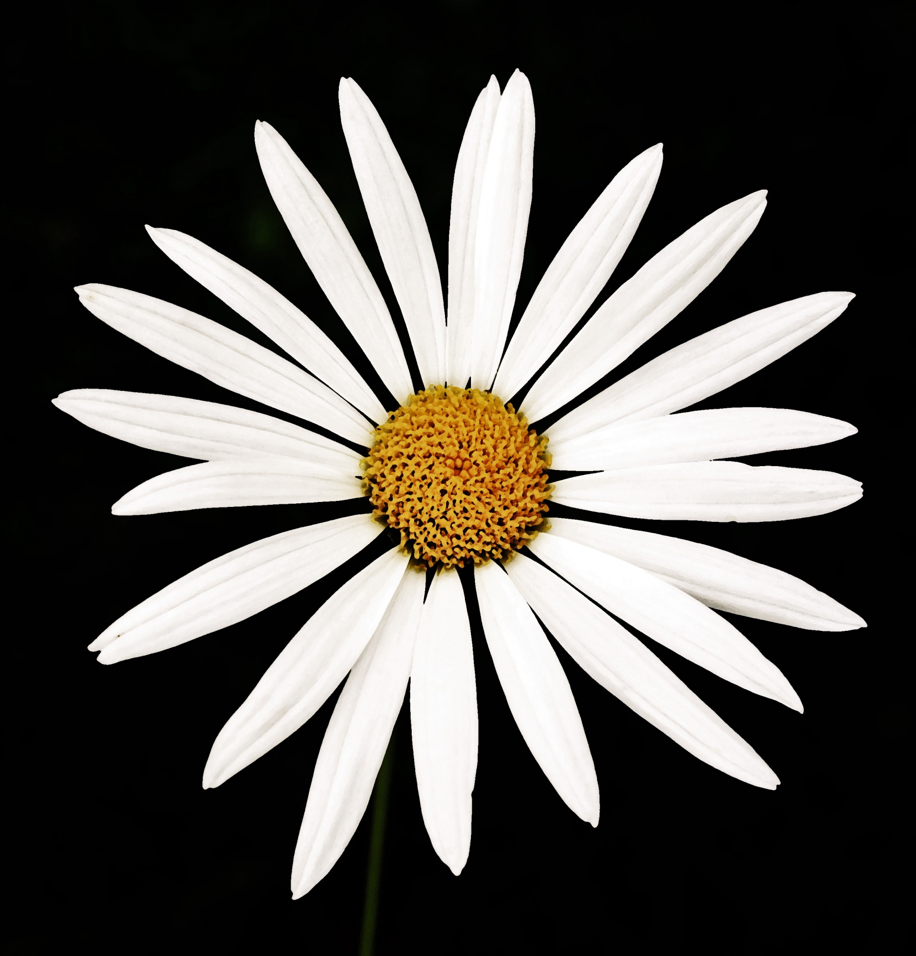 White Daisy On Black Background Free Stock Photo - Public Domain Pictures