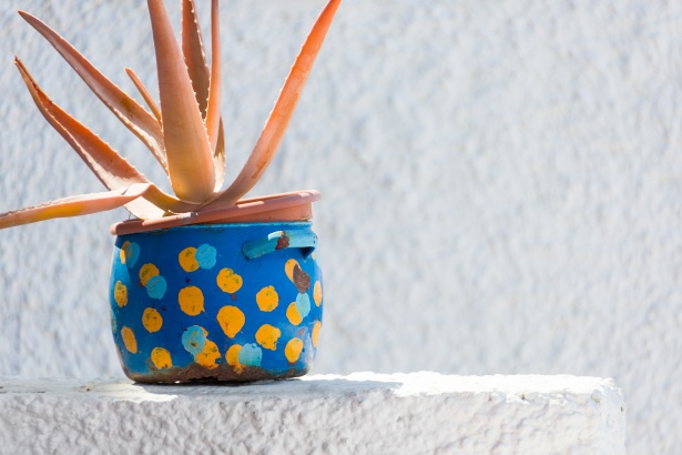 Aloe Vera In A Pot Free Stock Photo - Public Domain Pictures