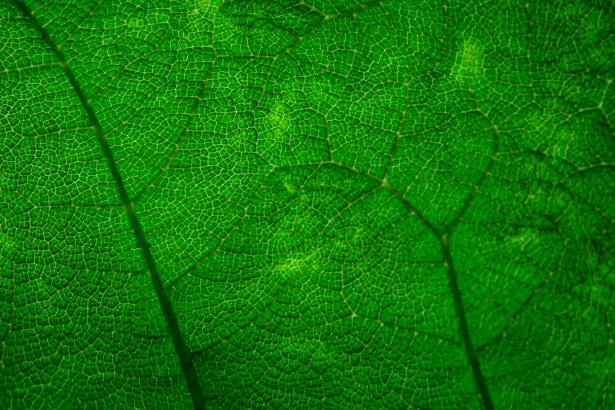 Green Leaves Texture Free Stock Photo - Public Domain Pictures