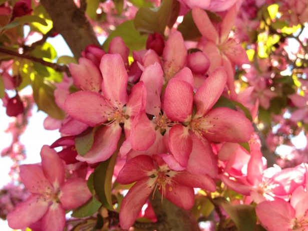 Dogwood Roz Copac Floare Poza Gratuite Public Domain Pictures