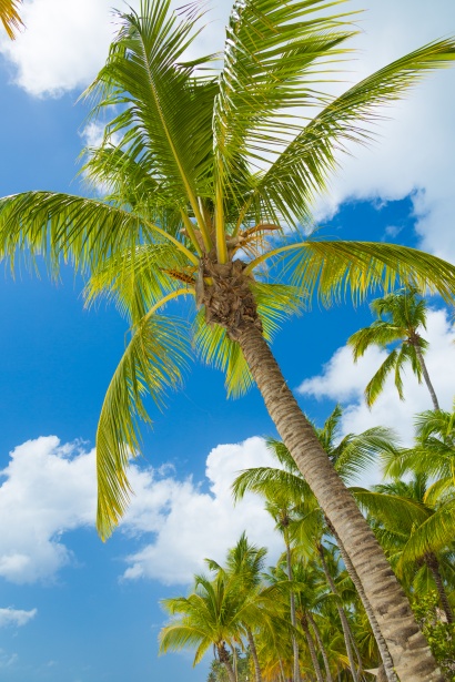 Tropical Palm Tree Free Stock Photo - Public Domain Pictures