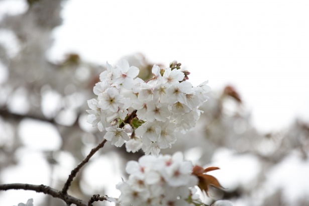 White Flowers On The Branch Free Stock Photo - Public Domain Pictures