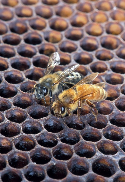 Arbeiterbienen Auf Bienenwabe Kostenloses Stock Bild Public Domain Pictures