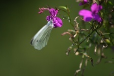 Motýl na květině