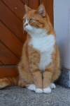 Gato anaranjado