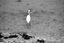 Egret at the waters edge