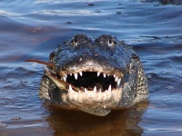 Portret Alligator