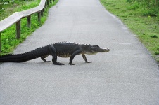 Alligator Walking