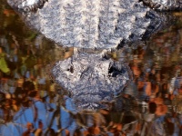 Alligator Watching