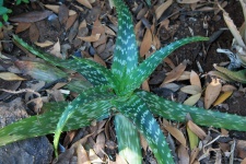 Aloe Vera Amongst Dry Leaves
