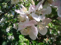 Apple a flori de copac