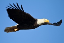 Bald Eagle tijdens de vlucht