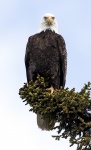 Chel vultur