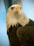 Chel Eagle Portret