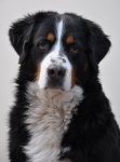 Big Dog Портрет