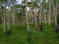 Bikes Among Aspen Trees
