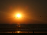 サンディエゴの夕日を横切る鳥