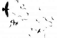Pájaros que vuelan en blanco