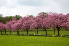Kvetoucí Cherry Tree