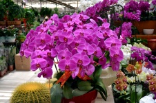 Bouquet Of Orchids