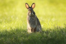 Bunny Rabbit Portret