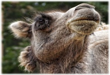 Camel Temper