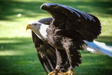 Captive Portrait Bald Eagle