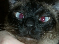Katzen verrückte Augen