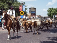 Cattle Drive per i turisti