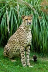 Cheetah Sitting And Watching