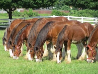 Clydesdale Horse-Linie