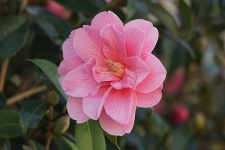 Rosal japonés