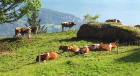 Vacas en Alpes suizos
