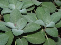 Kulinarische Salbei Salvia officinalis