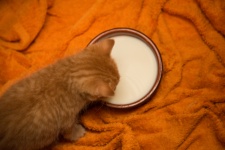 Cute Cat konzumní mléko