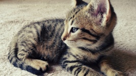 Cute Photogenic Kitten